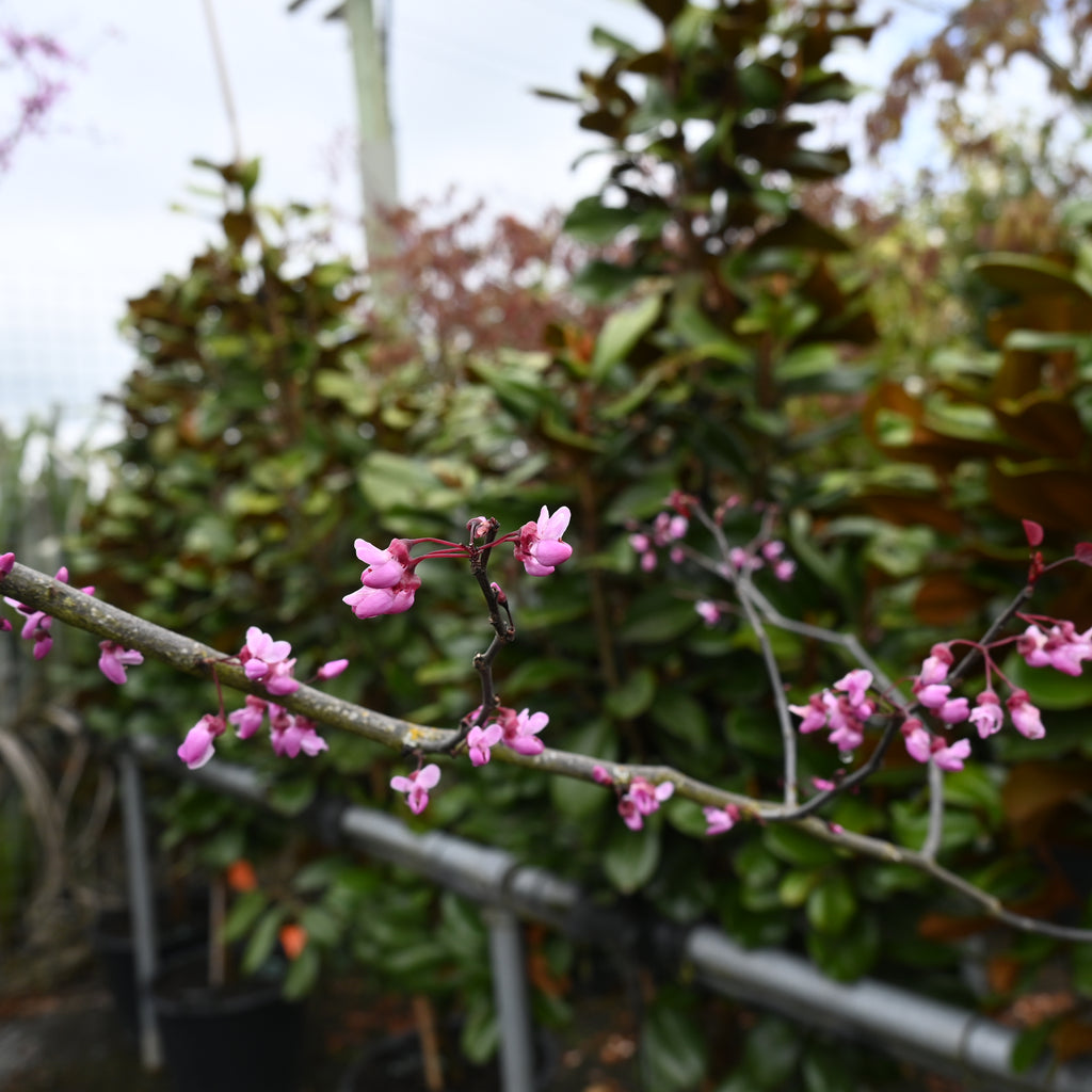 Cercis Forest Pansy Image