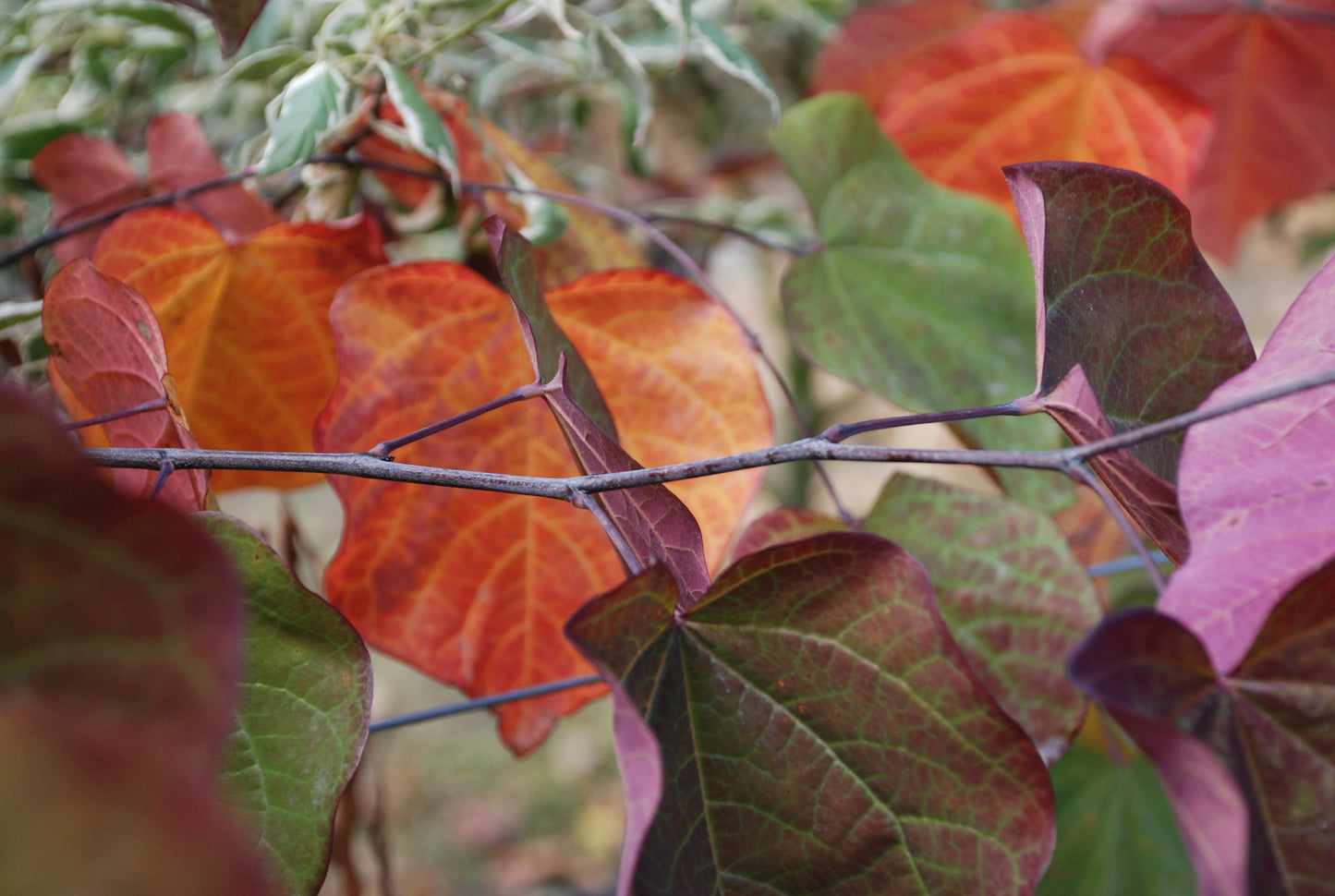 Cercis Forest Pansy autumn