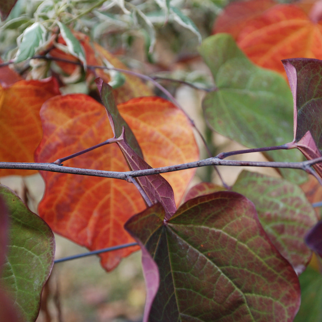 Cercis Forest Pansy Image