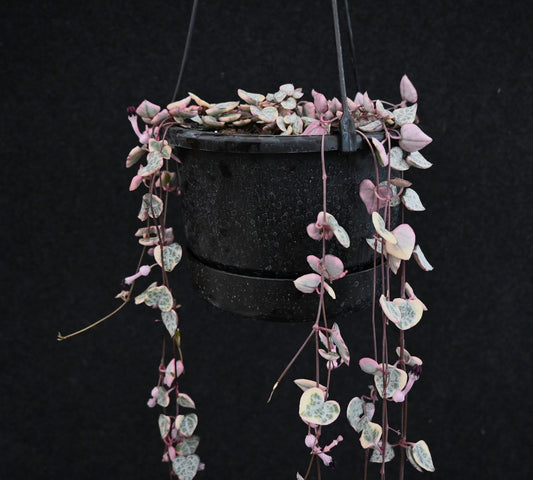 Ceropegia woodii Variegata