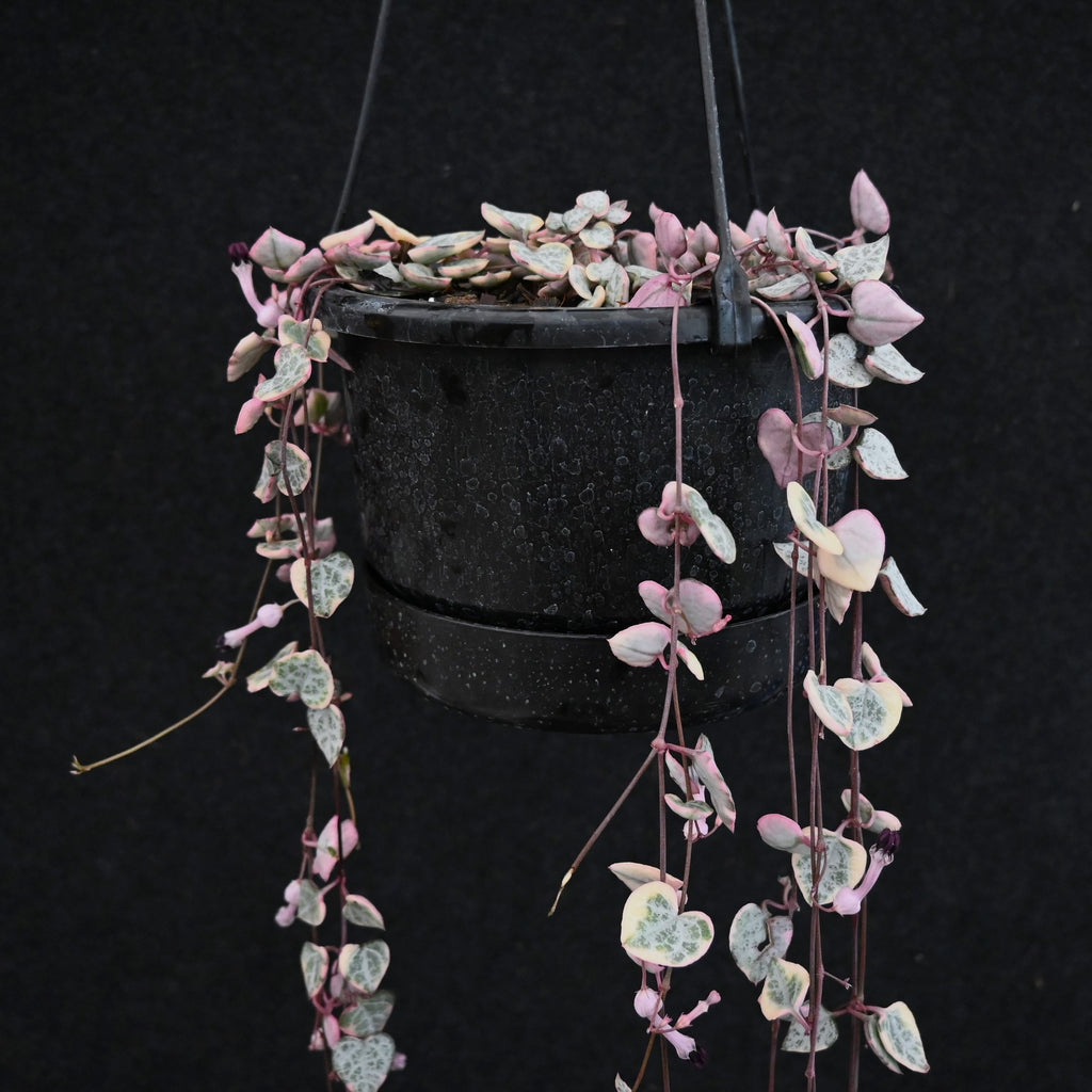 Ceropegia woodii Variegata Image