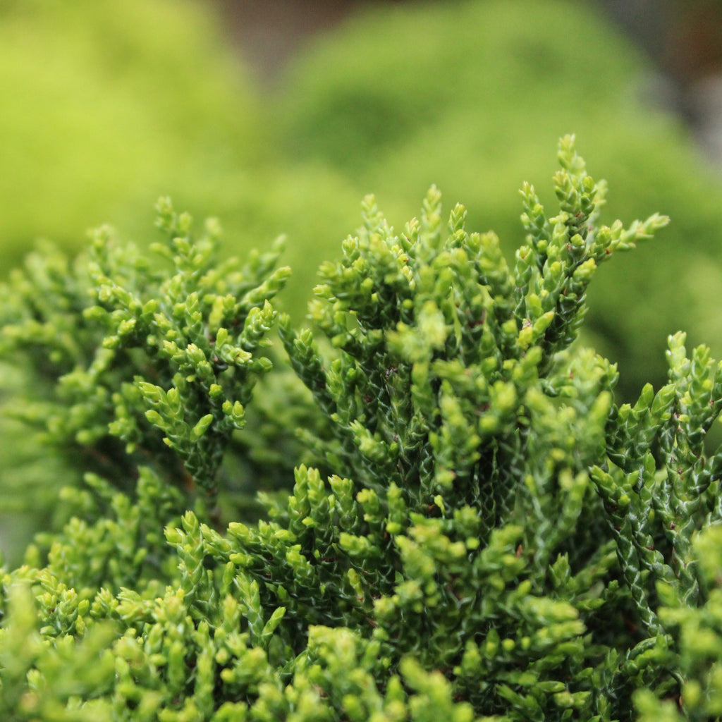 Chamaecyparis Green Globe Image