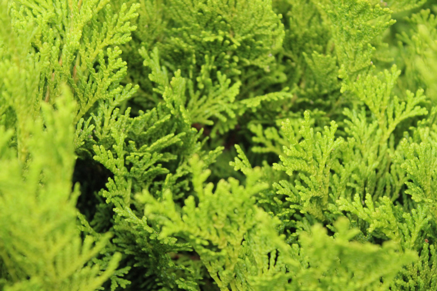 Chamaecyparis obtusa fanfare