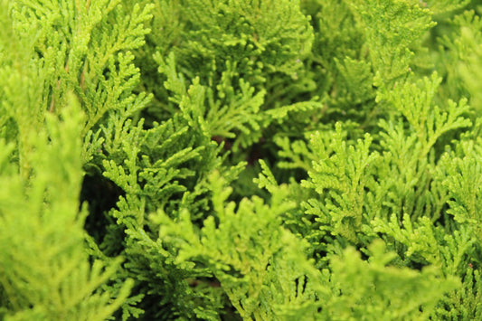 Chamaecyparis obtusa fanfare