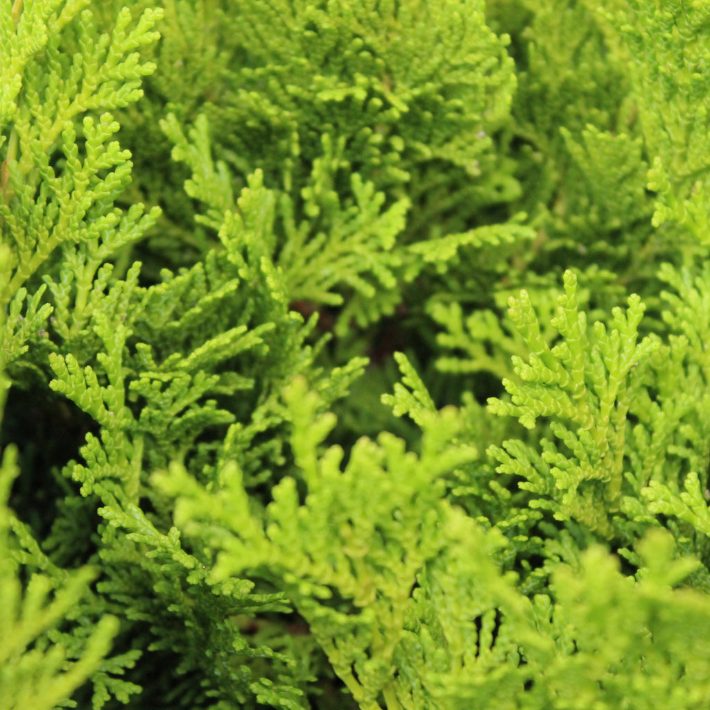 Chamaecyparis obtusa fanfare Image