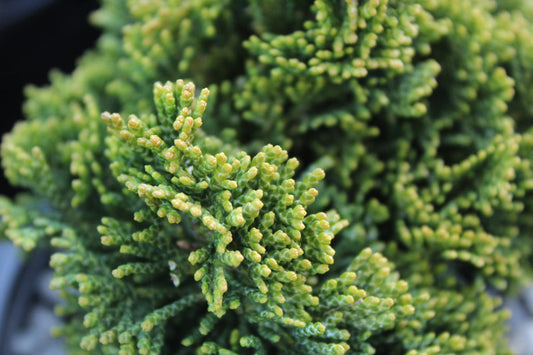 Chamaecyparis obtusa 'nana'