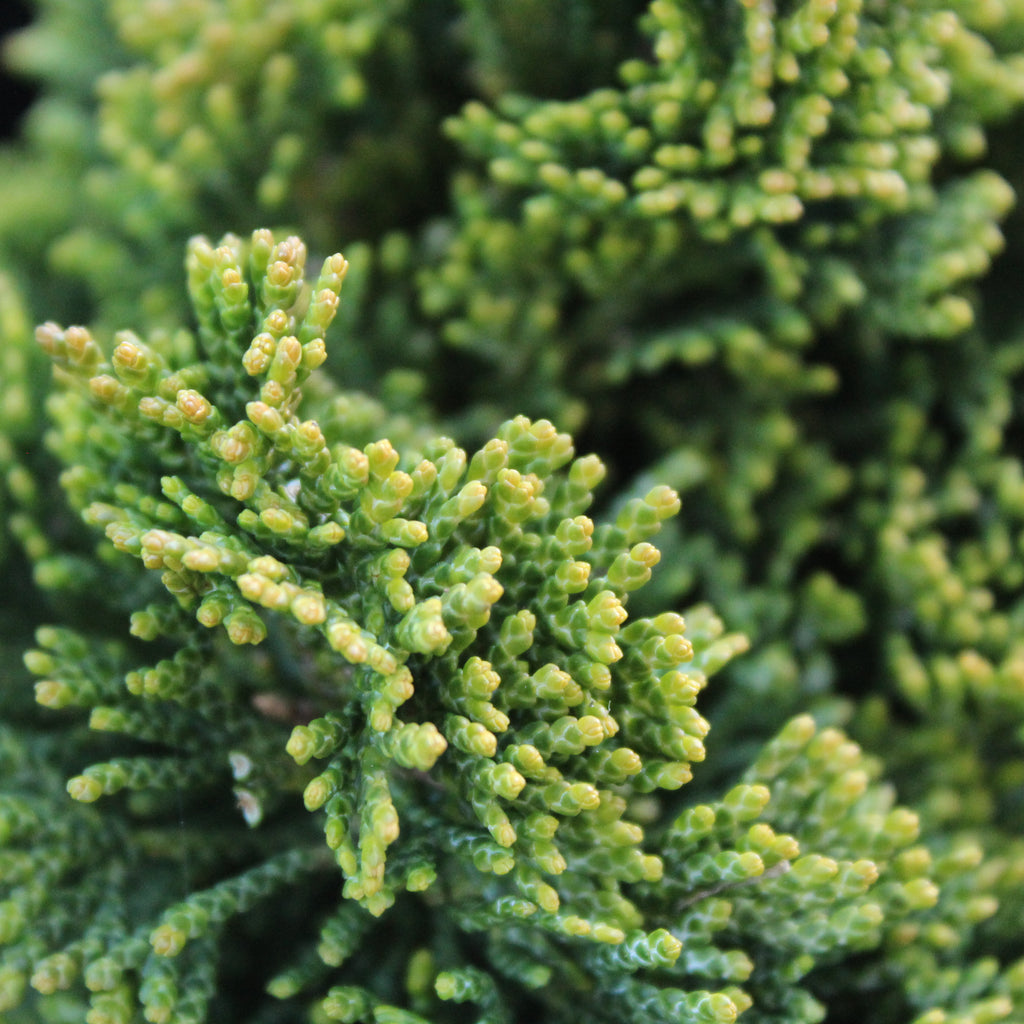 Chamaecyparis obtusa Nana Image