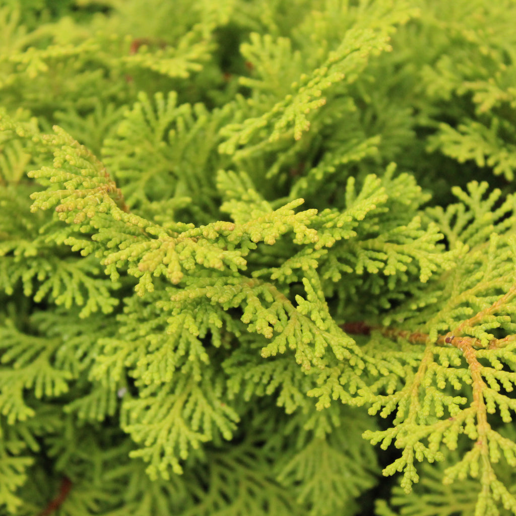 Chamaecyparis obtusa Tempelhof Image