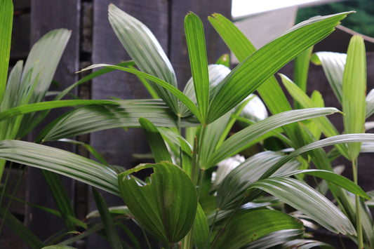 Chamaedorea costaricana 2