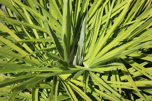 Chamaerops humilis