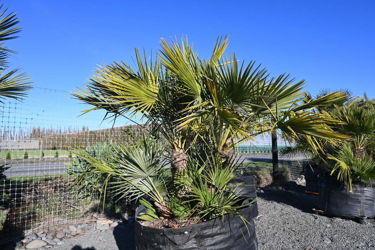 Chamaerops humilis 2