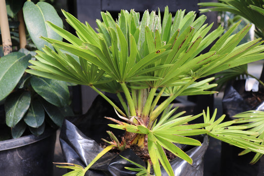 Chamaerops humilis Vulcano