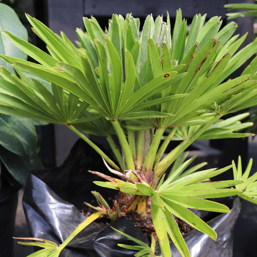 Chamaerops humilis Vulcano Image