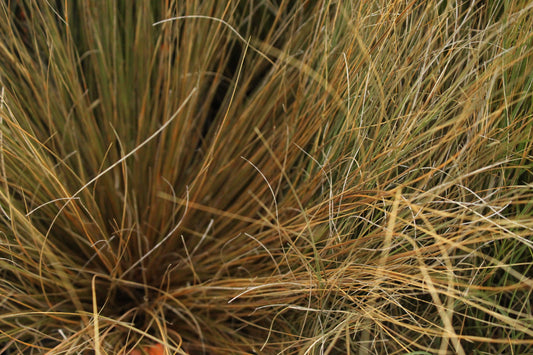 Chinochloa rubra