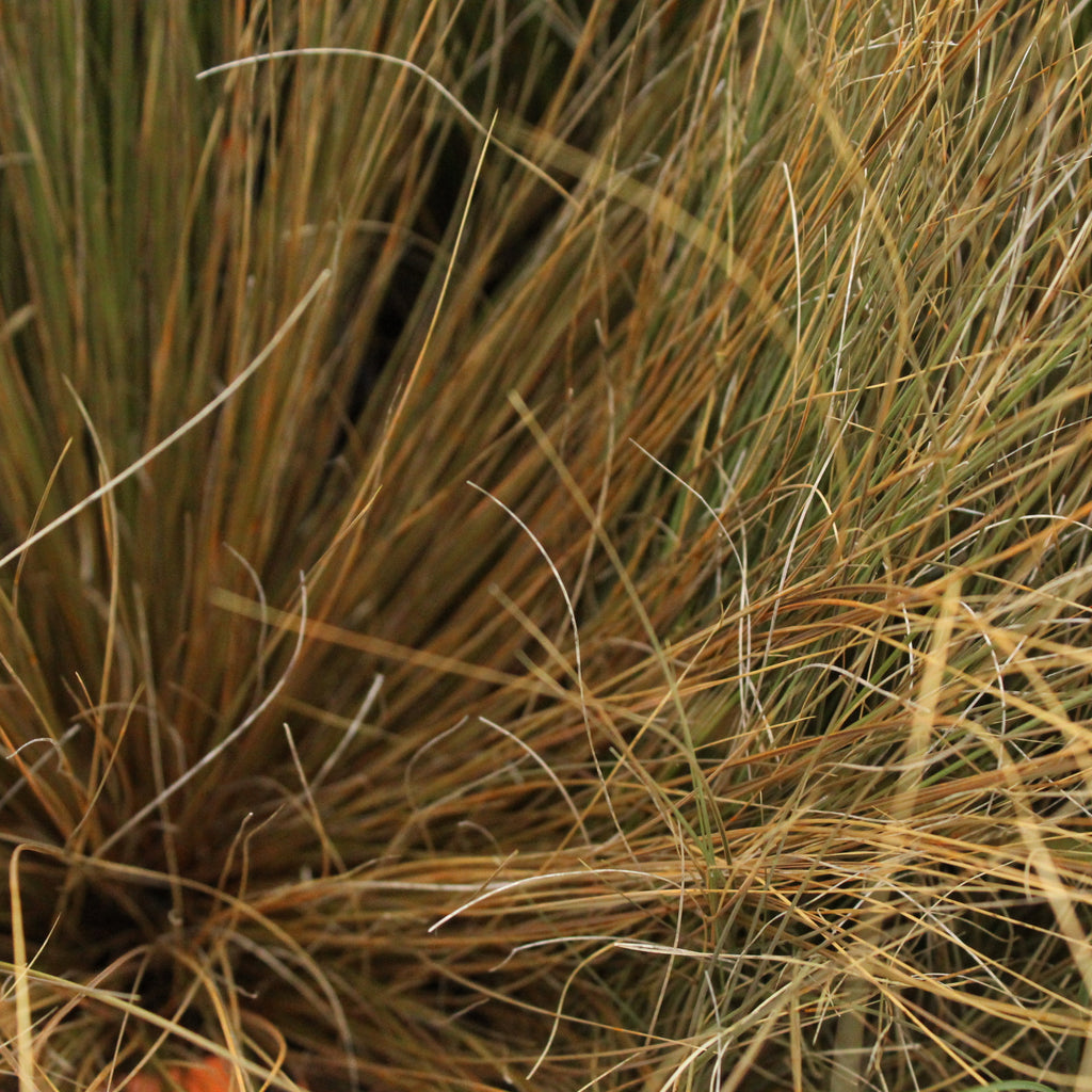Chionochloa rubra Image