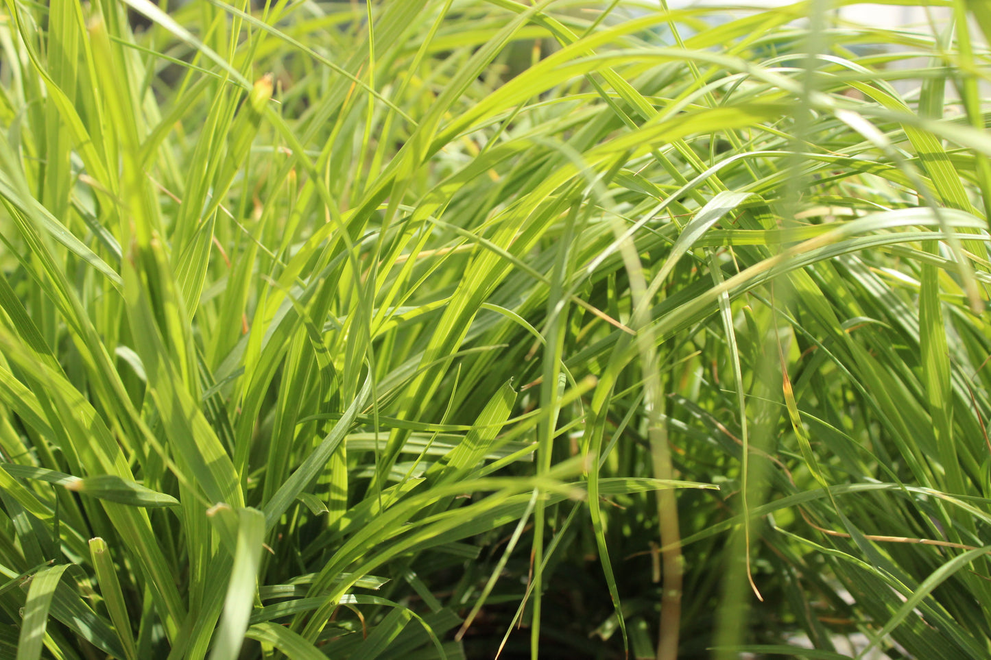 Chionochloa flavicans