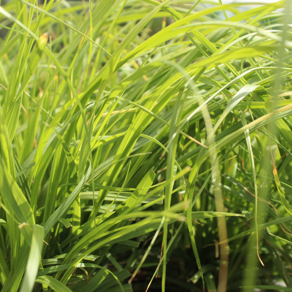 Chionochloa flavicans Image