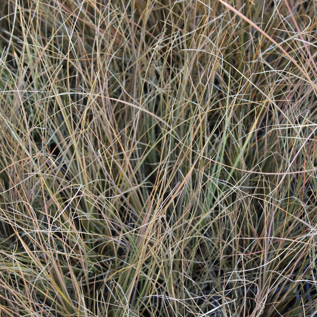 Chionochloa rubra Image