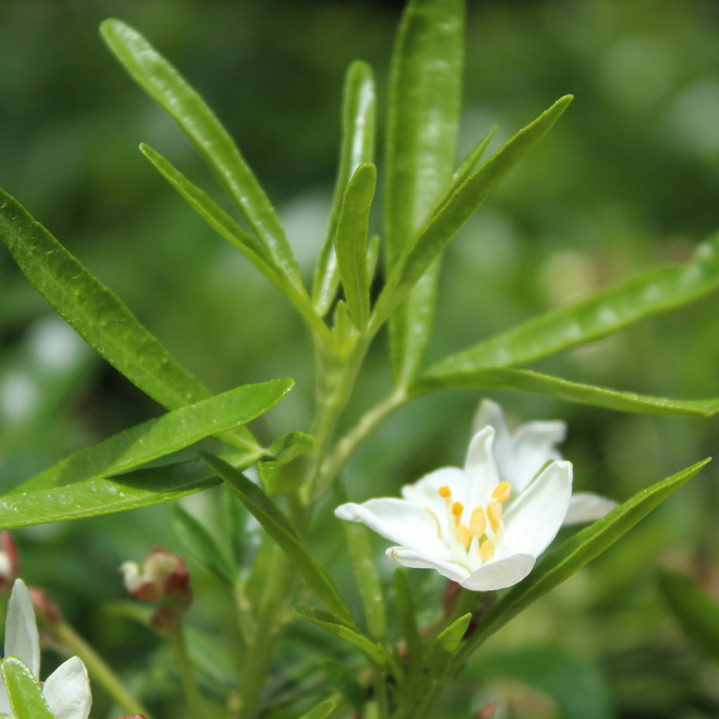 Choisya aztec pearl Image