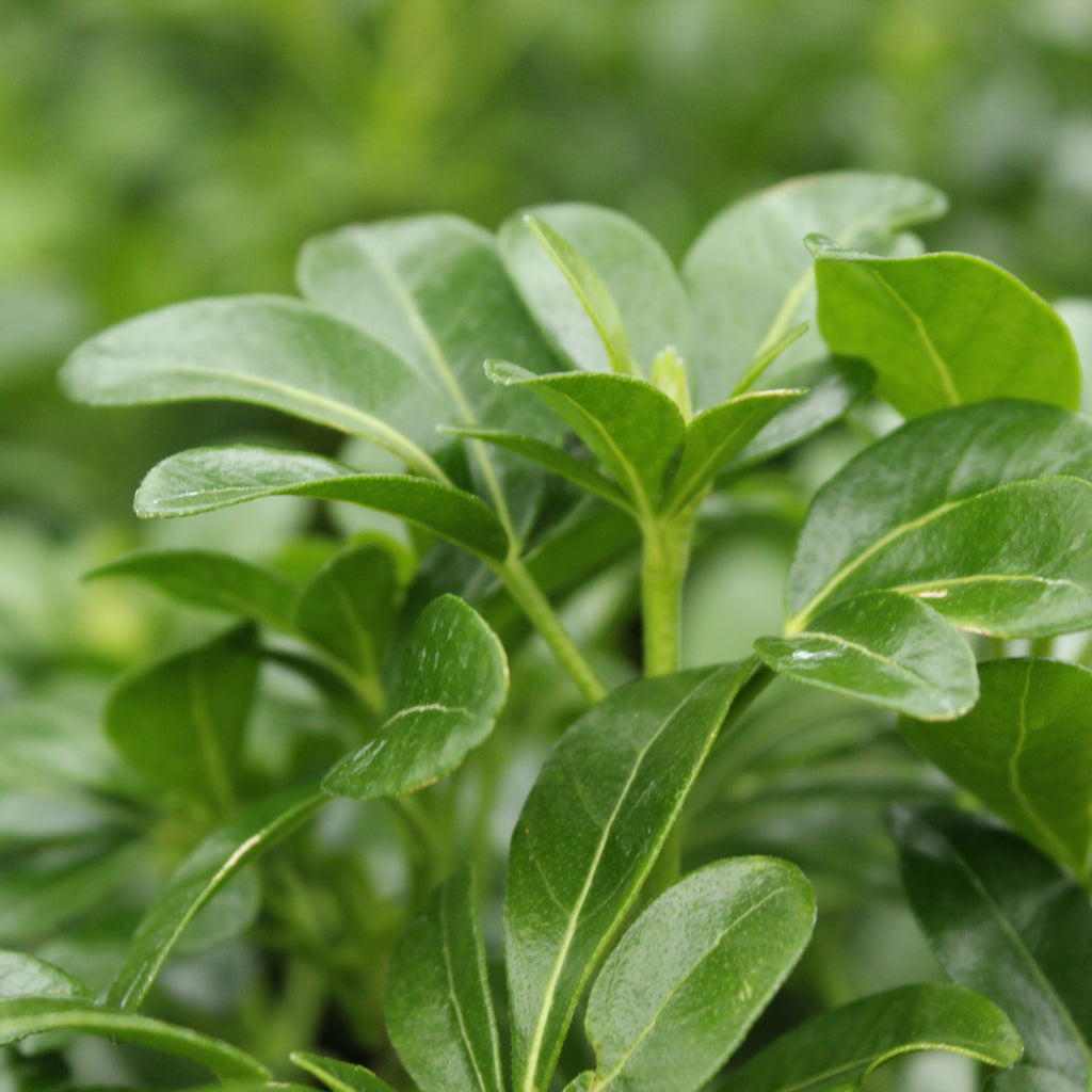 Choisya ternata Image