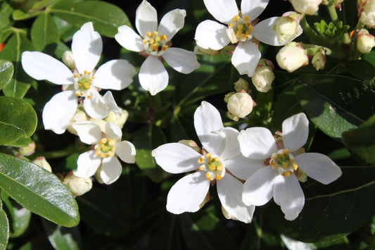 Choisya ternata flowers