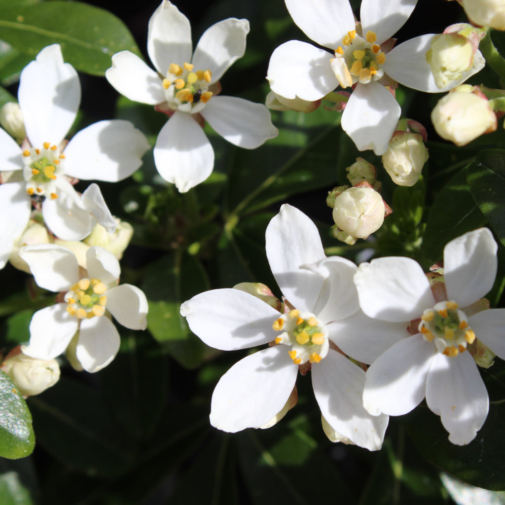 Choisya ternata Image