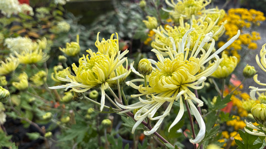 Chrysanthemum Lime Green Spider