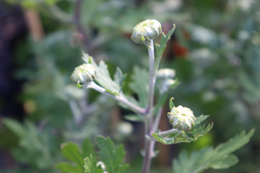 Chrysanthemum Lime Green Spider
