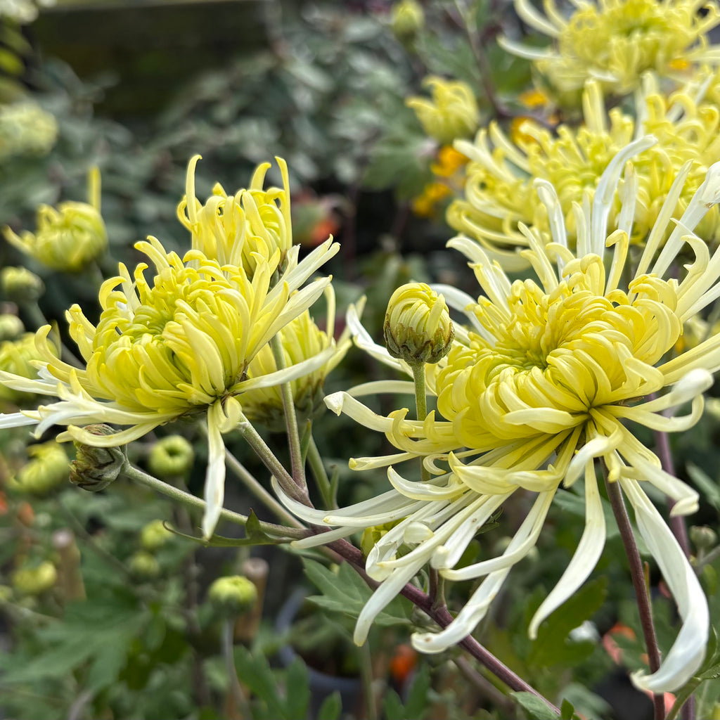 Chrysanthemum Lime Green Spider Image
