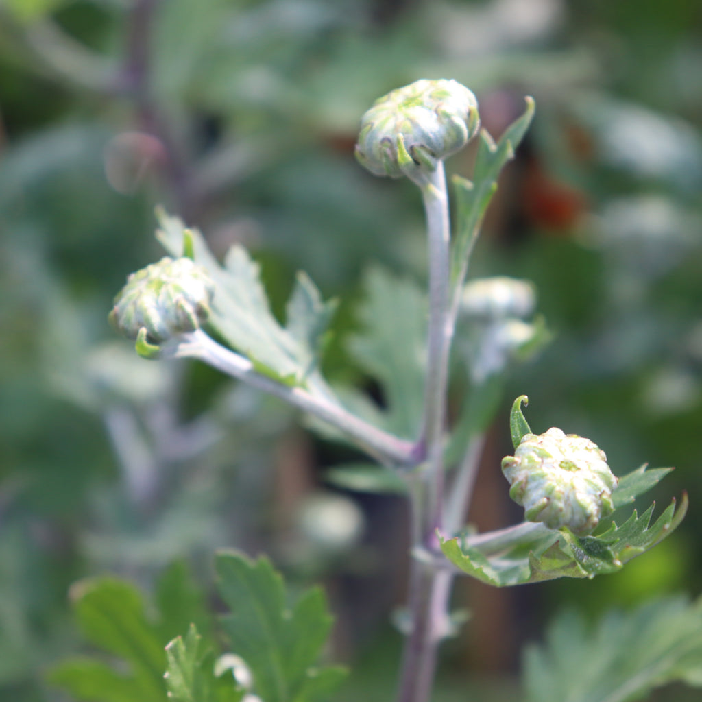 Chrysanthemum Lime Green Spider Image