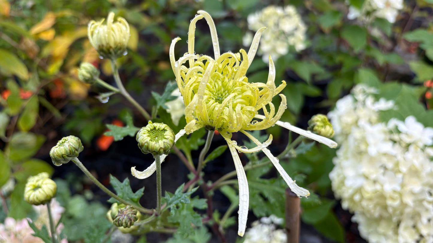 Chrysanthemum Lime Green Spider 2