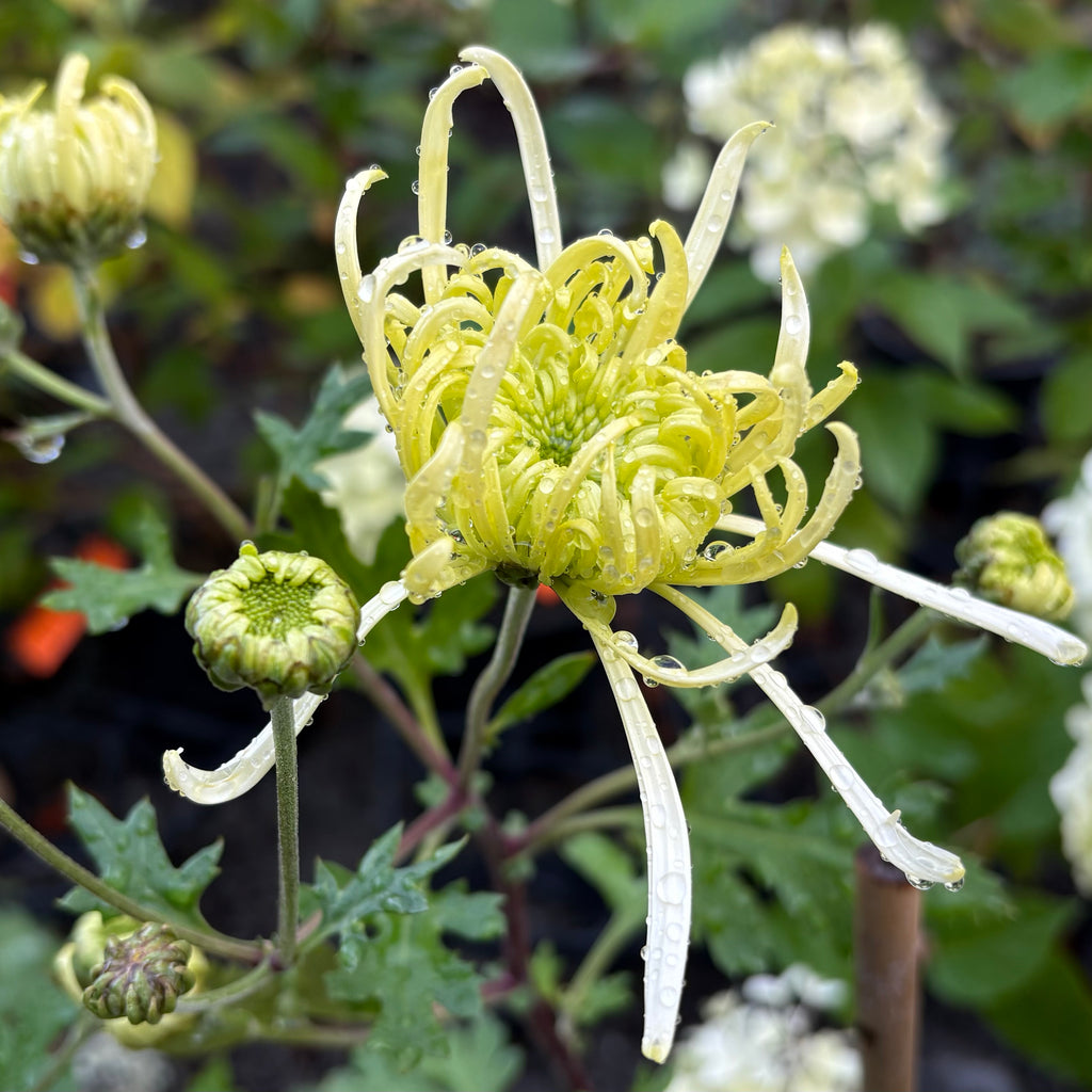 Chrysanthemum Lime Green Spider Image