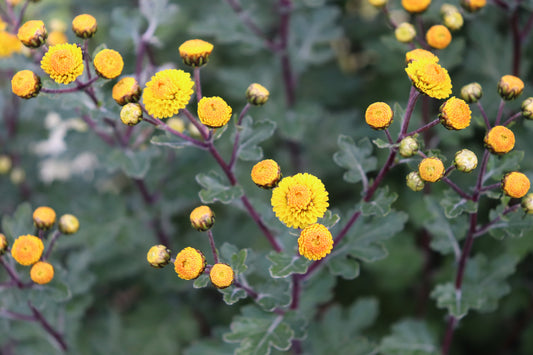 Chrysanthemum hybrid 3