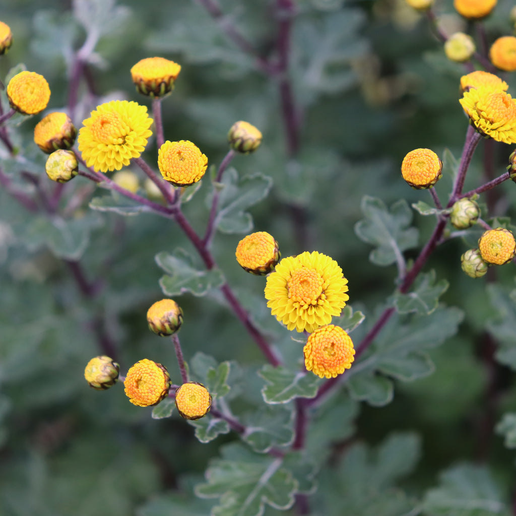 Chrysanthemum hybrid Image