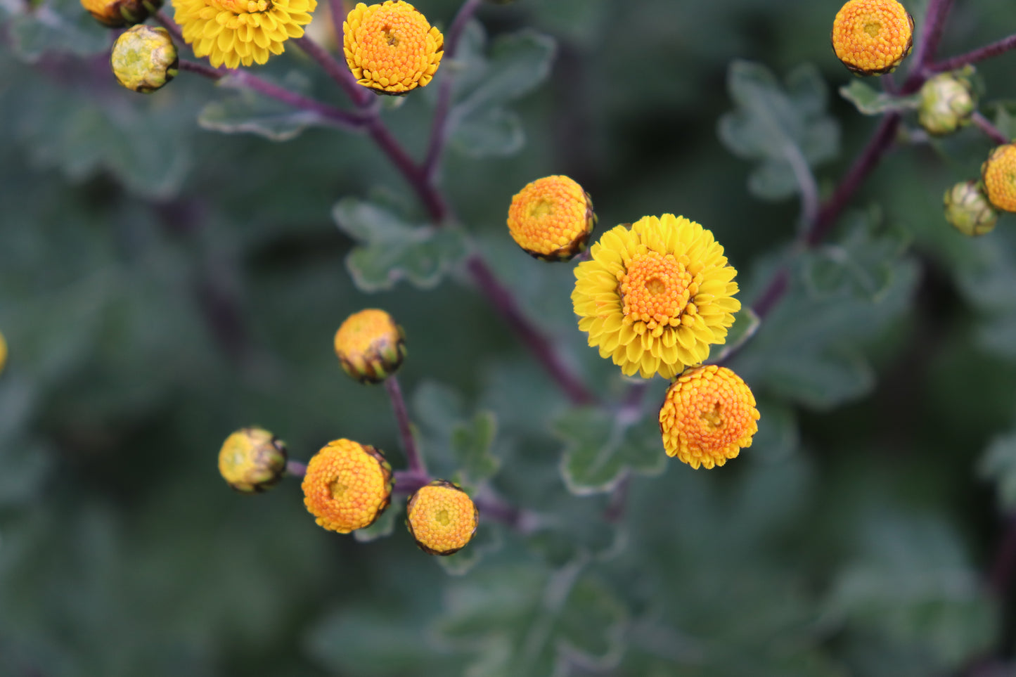 Chrysanthemum hybrid 4