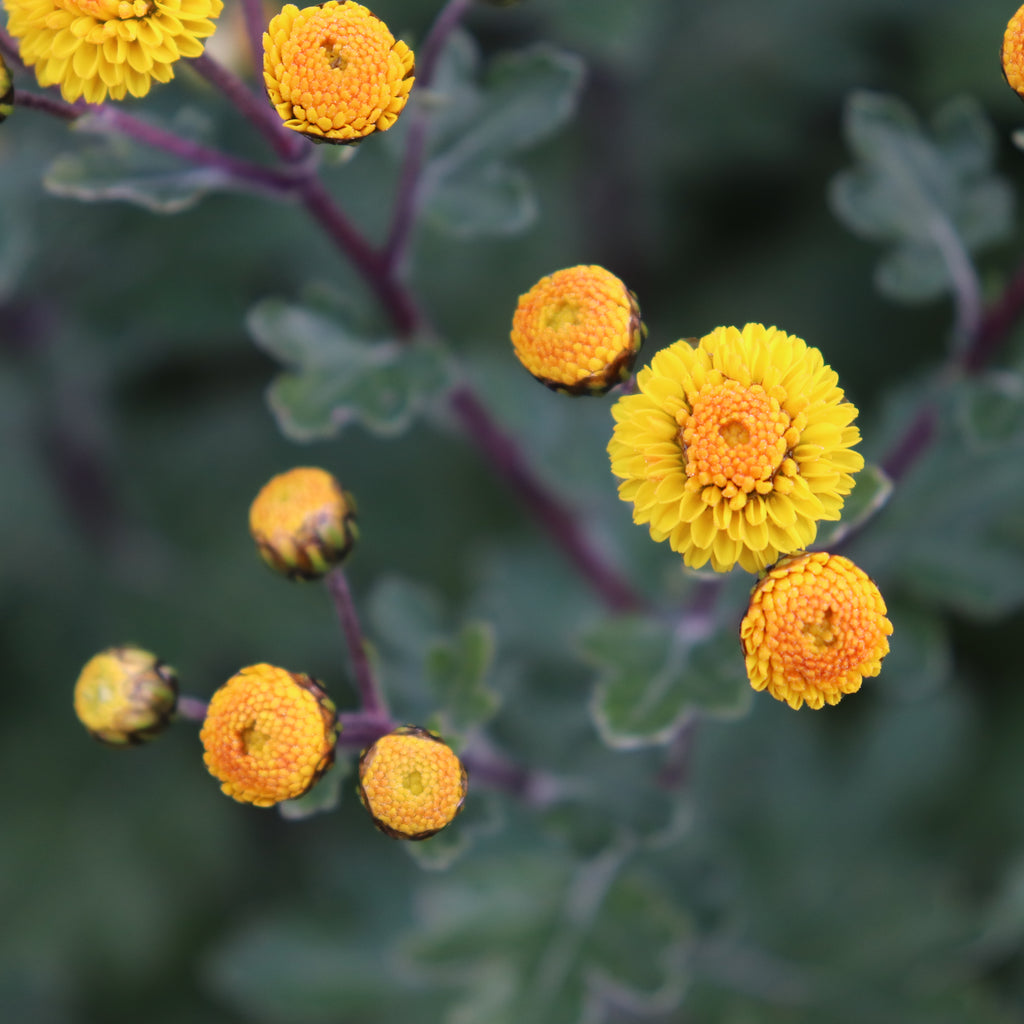 Chrysanthemum hybrid Image