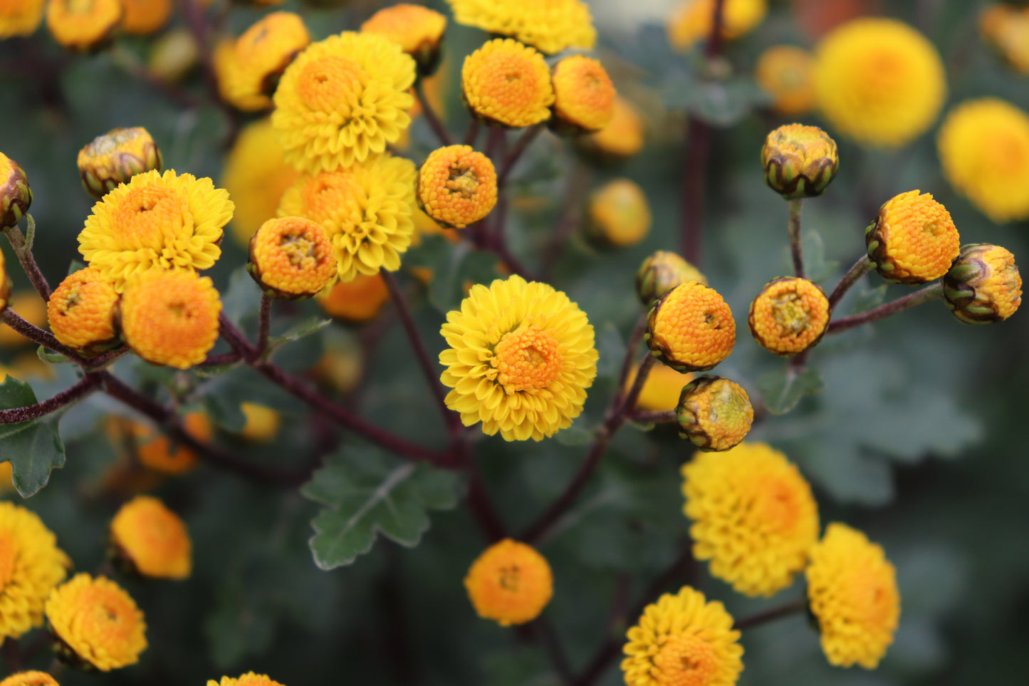 Chrysanthemum hybrid 8