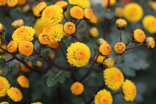 Chrysanthemum hybrid 8