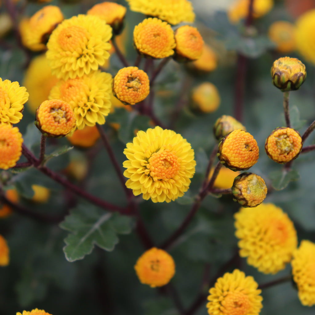 Chrysanthemum hybrid Image