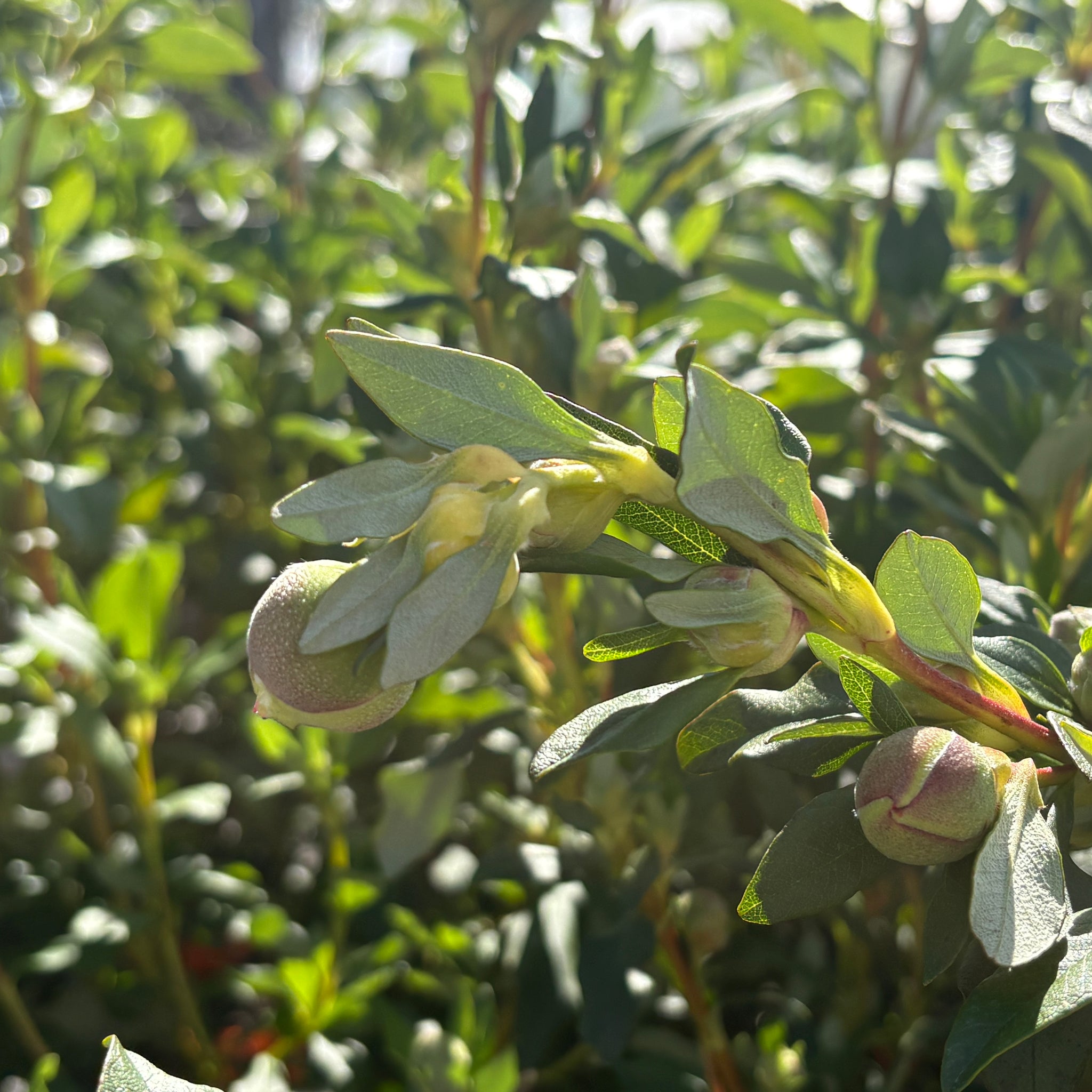 Cistus Bennet's White – Texture Plants, Landscapes, Lush Lawns Christchurch