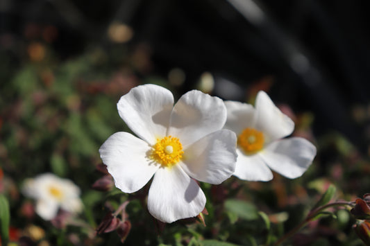 Cistus Snowmound 3