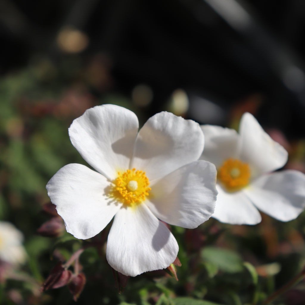 Cistus Snowmound Image