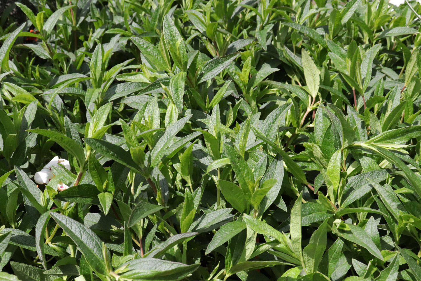 Cistus lusitanicus