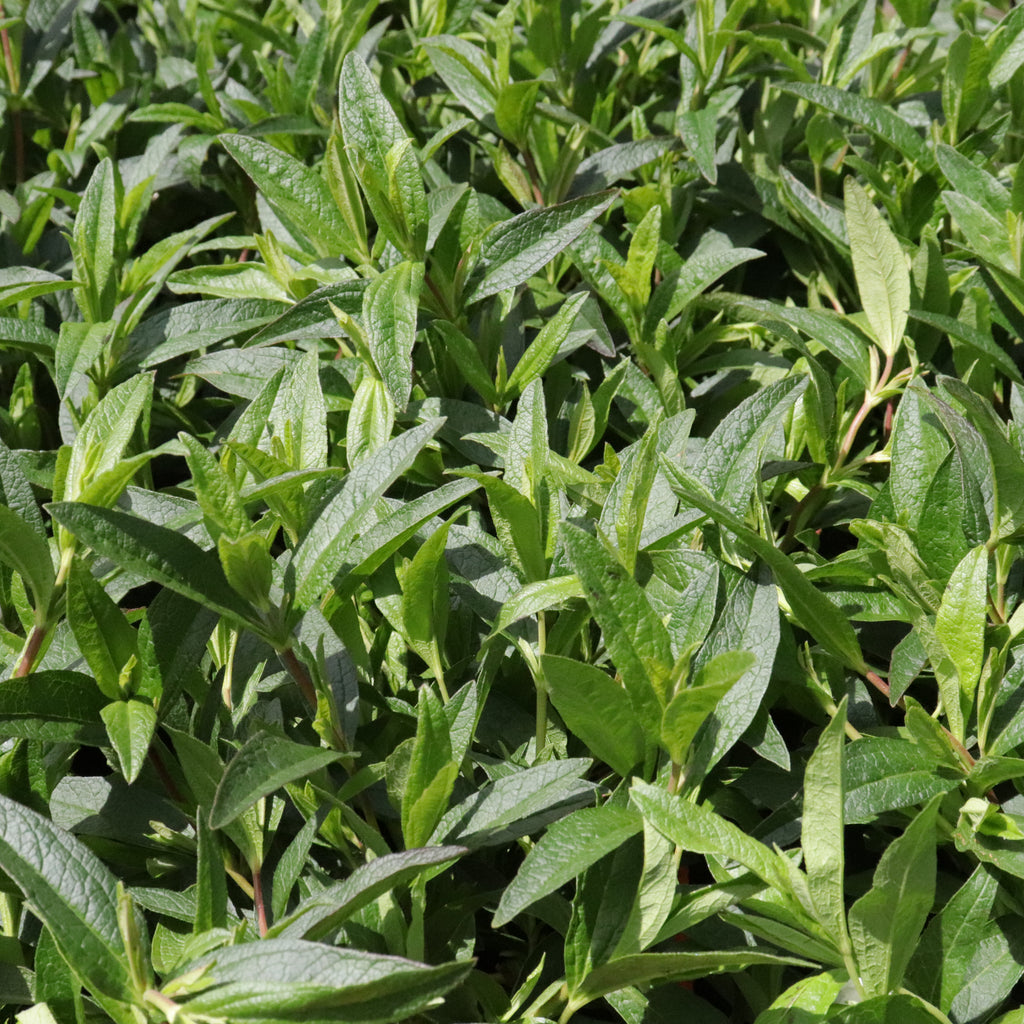 Cistus lusitanicus Image