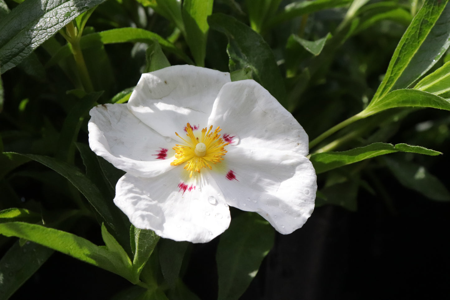 Cistus lusitanicus 2