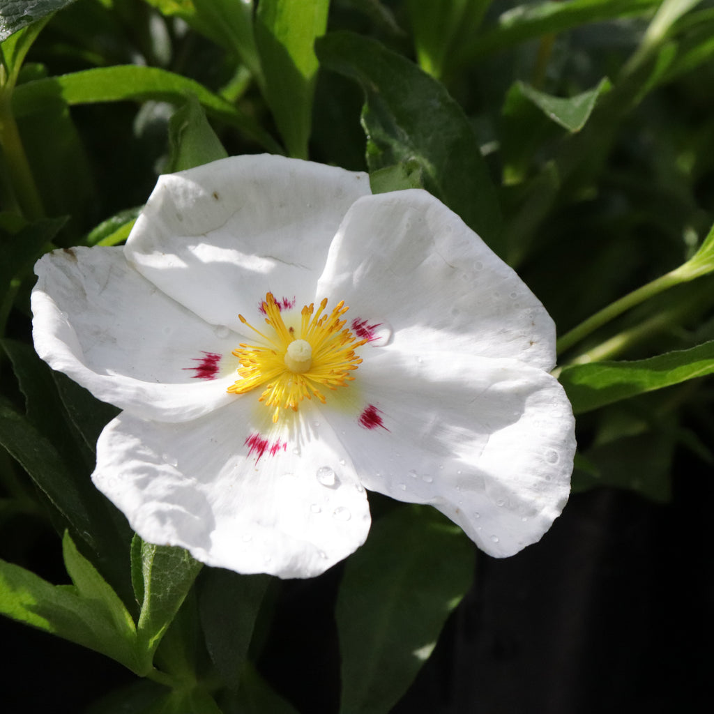 Cistus lusitanicus Image