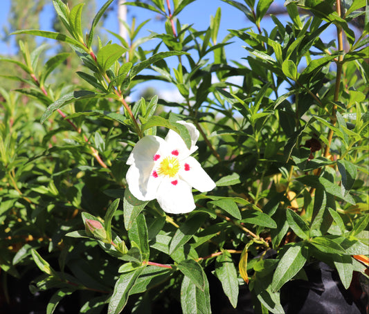 Cistus lusitanicus 3