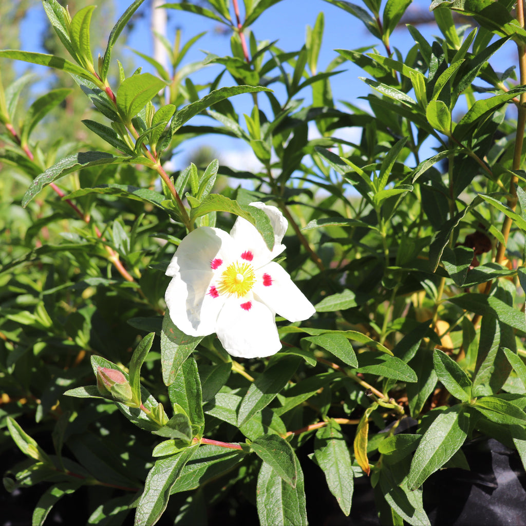 Cistus lusitanicus Image