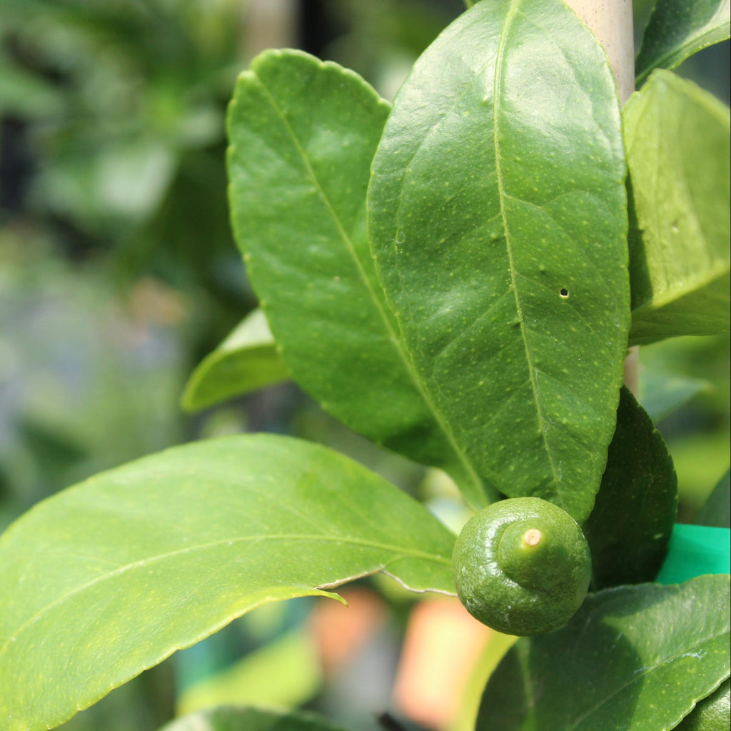Citrus Bearss Tahitian Lime Image