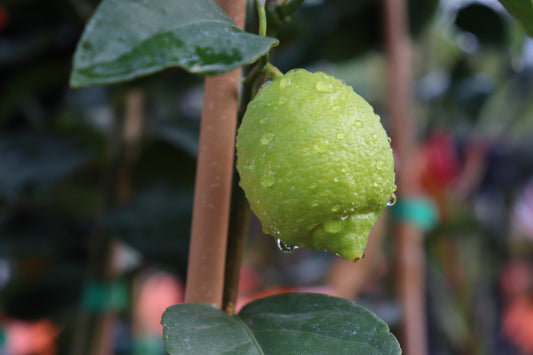 Citrus Bearss Tahitian Lime 3